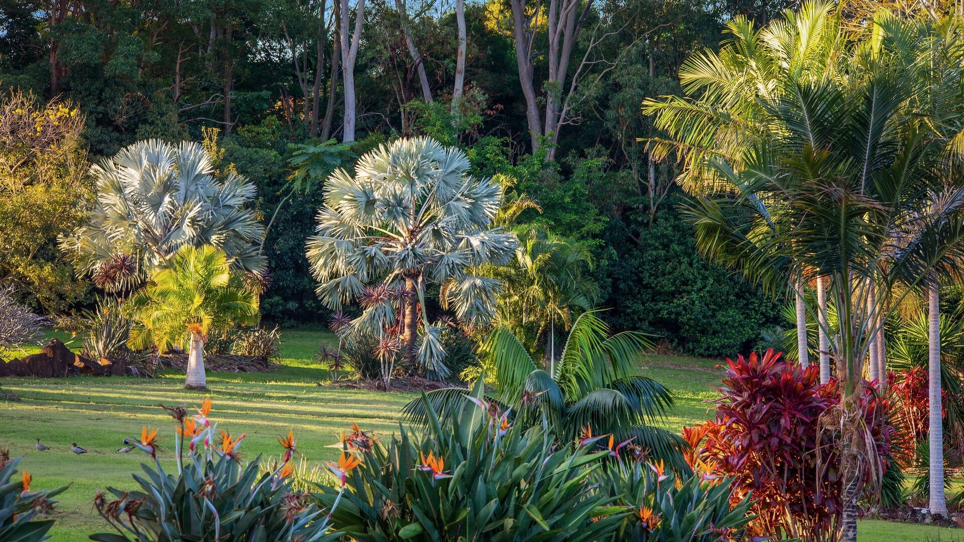 Sold - 149 The Manse Road - New Property in Myocum - Real Estate by McGrath 
