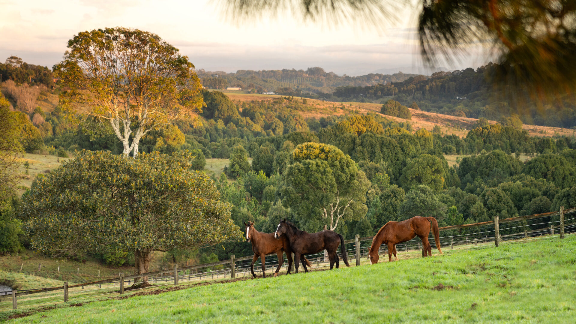 Sold - 426 Coopers Shoot Road - New Property in Coopers Shoot - Real Estate by Nick Dunn