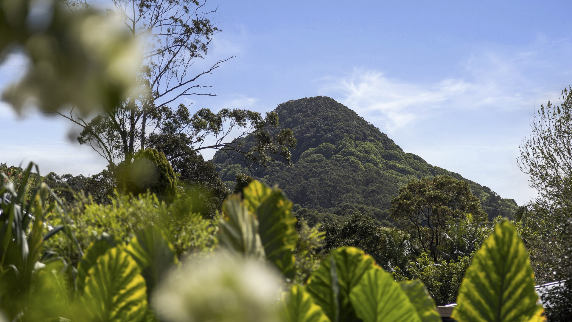 Sold - 47 Main Arm Road - New Property in Mullumbimby - Real Estate by Tezu Harrison