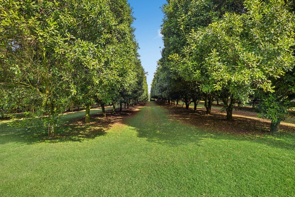 Sold - 22 Ficus Lane - New Property in Dalwood - Real Estate by Bill Johnston