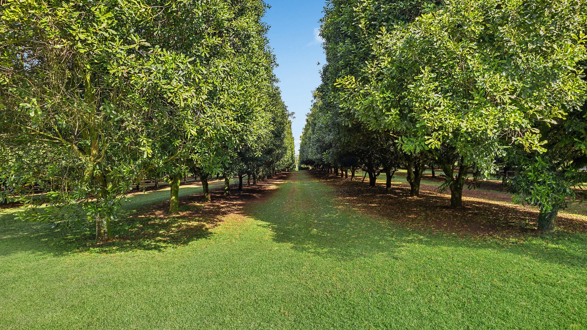 Sold - 22 Ficus Lane - New Property in Dalwood - Real Estate by Bill Johnston