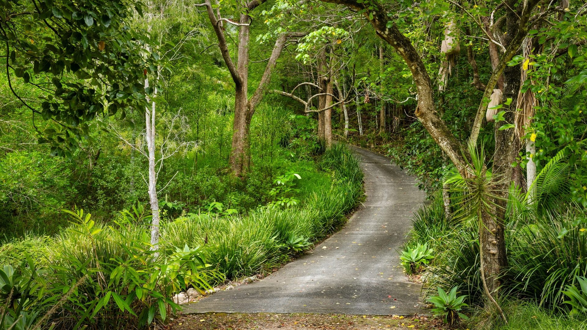 For Sale - 715 Left Bank Road - New Property in Mullumbimby Creek - Real Estate by Tezu Harrison