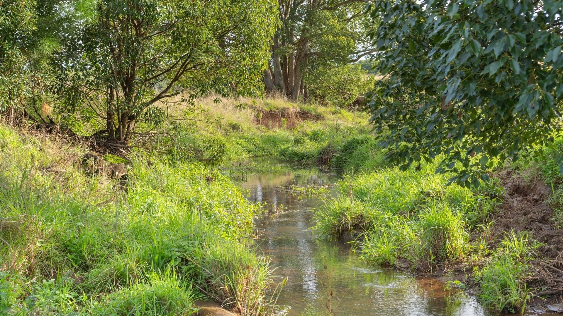 Auction - 44 Parrot Tree Place - New Property in Bangalow - Real Estate by Ryan McFarland